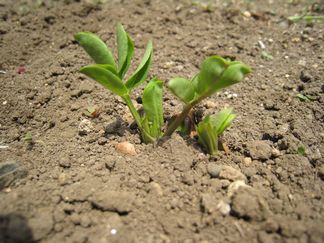 落花生の育て方　種をまく