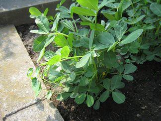 落花生の育て方　土を寄せる