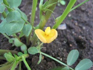 落花生の育て方　土を寄せる