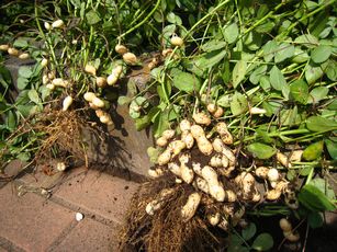 落花生の育て方　収穫