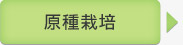原種栽培→