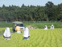 水稲原種ほ場（異株抜き）