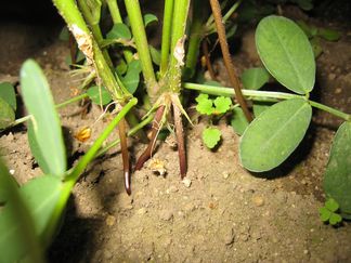 落花生の育て方　土を寄せる