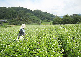 そばのほ場審査