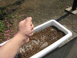 落花生の育て方　土つくり